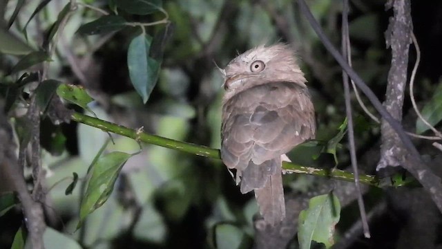 singaleserfroskemunn - ML645387688