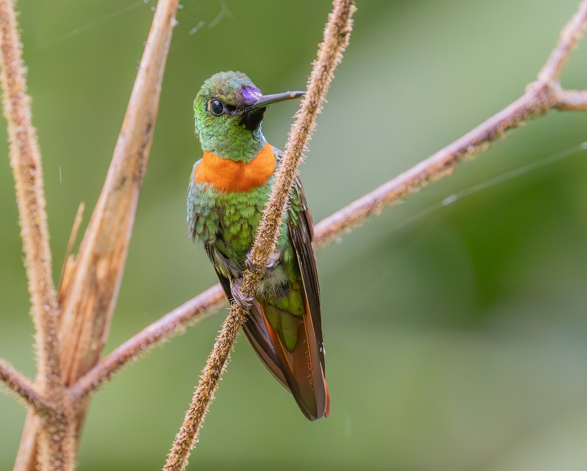 Gould's Jewelfront - ML645387694