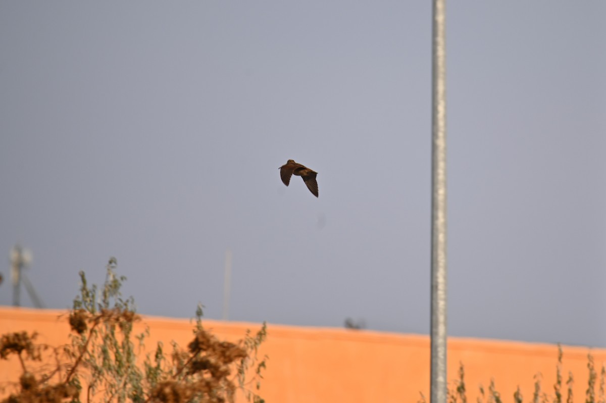 Eurasian Woodcock - ML645387698