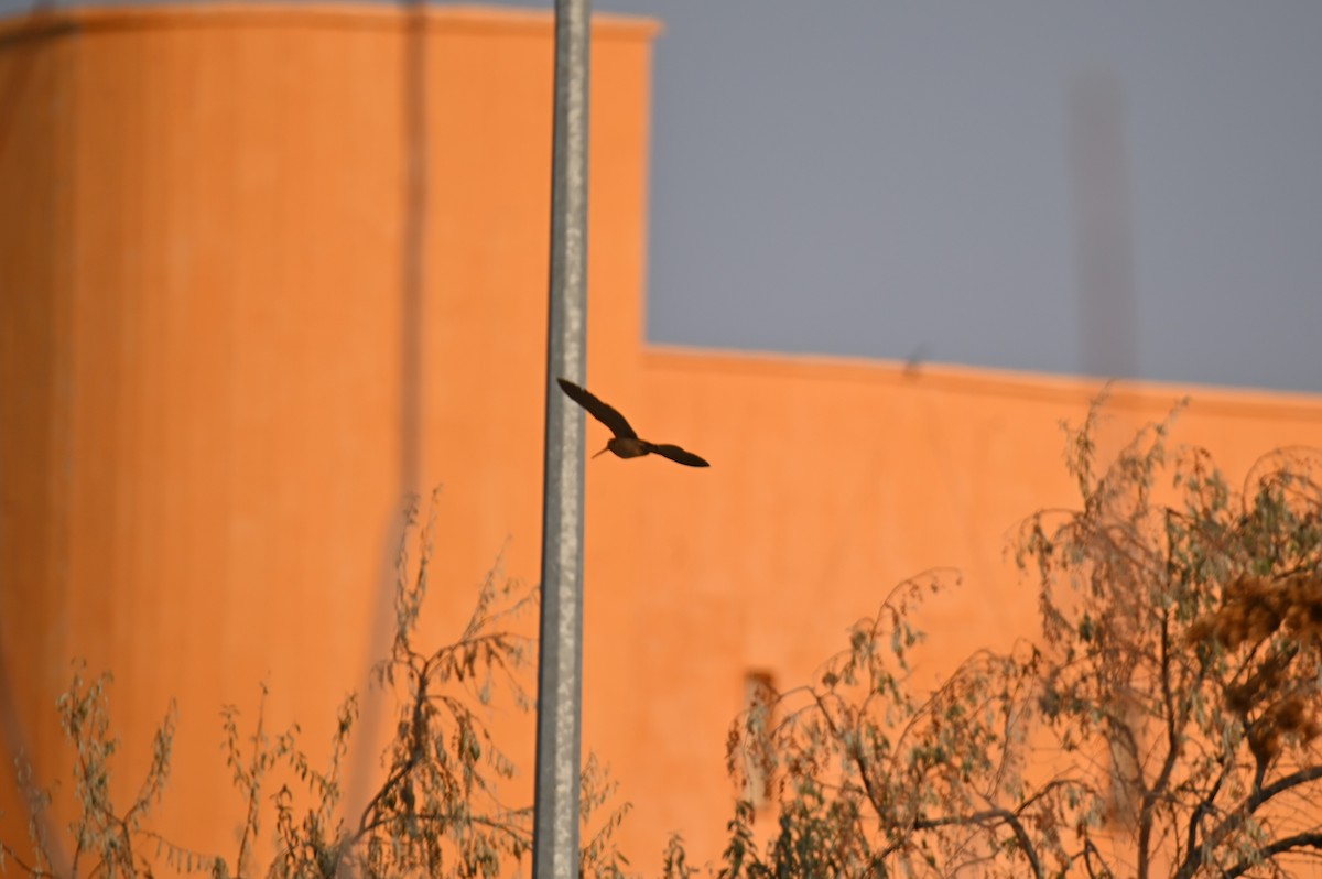 Eurasian Woodcock - ML645387699