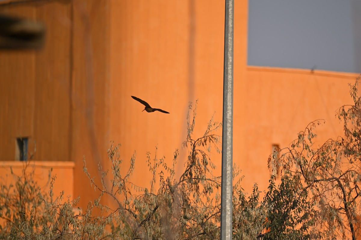 Eurasian Woodcock - ML645387700