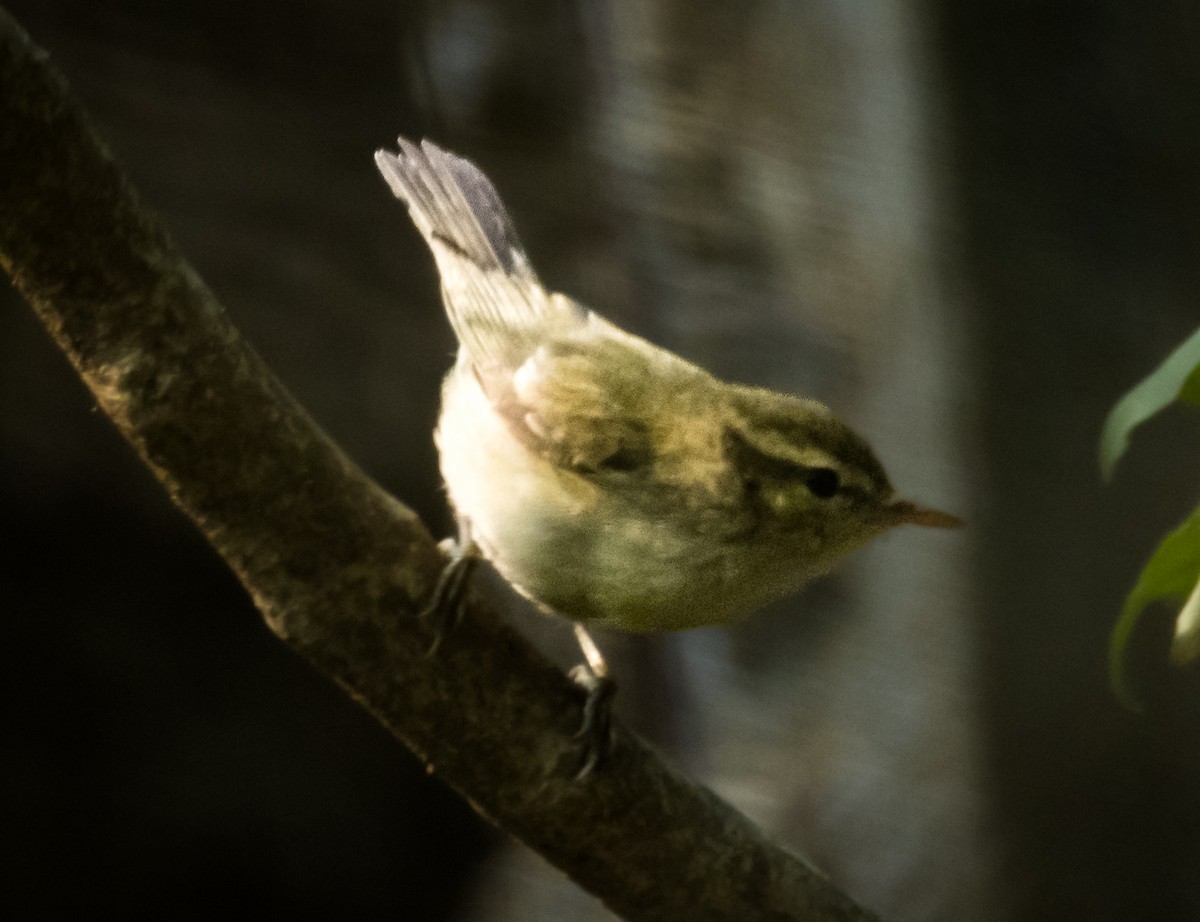 Greenish Warbler - ML645387707