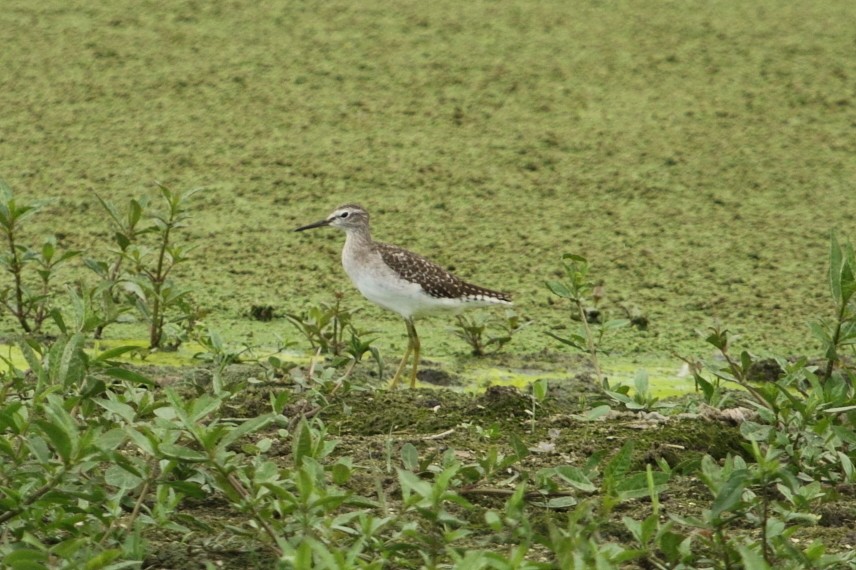 タカブシギ - ML645387720