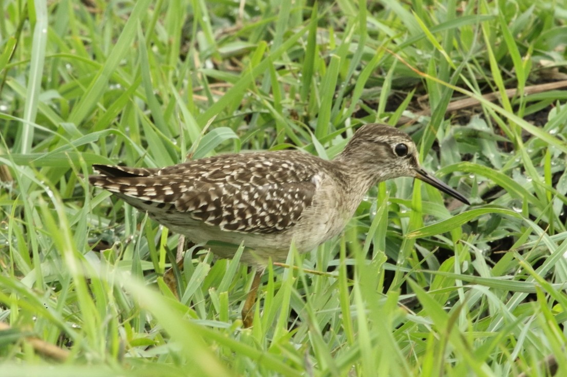 タカブシギ - ML645387721
