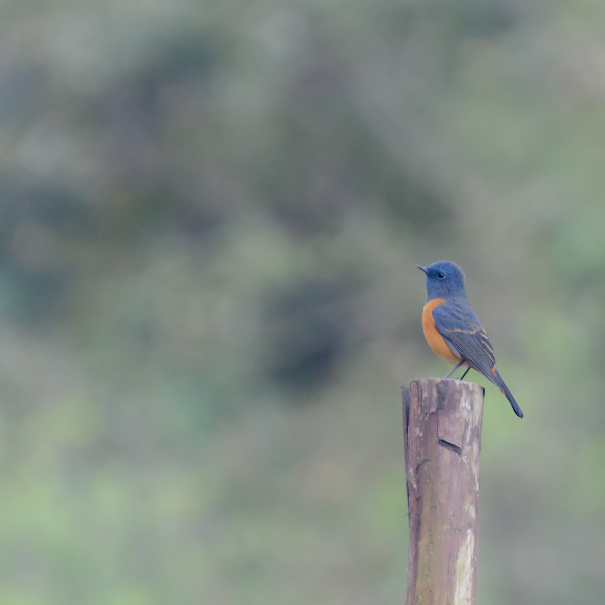 Blue-fronted Redstart - ML645387733