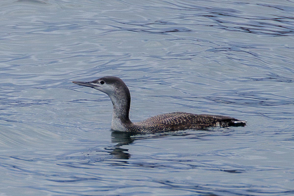 Plongeon catmarin - ML645387739