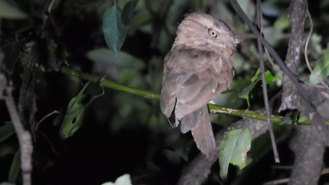 singaleserfroskemunn - ML645387751