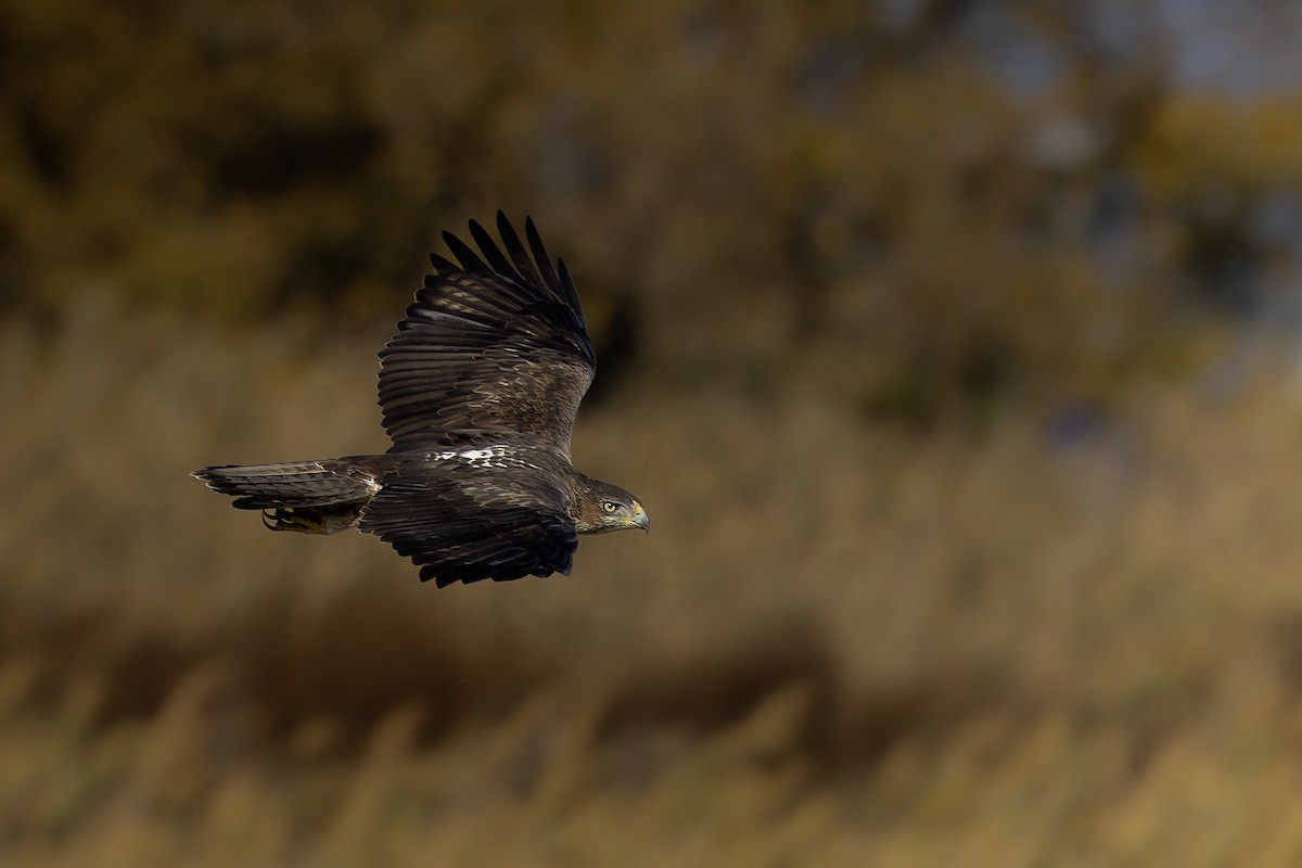 Bonelli's Eagle - ML645387753