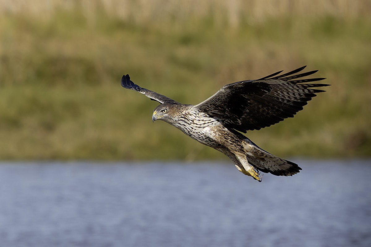 Bonelli's Eagle - ML645387754