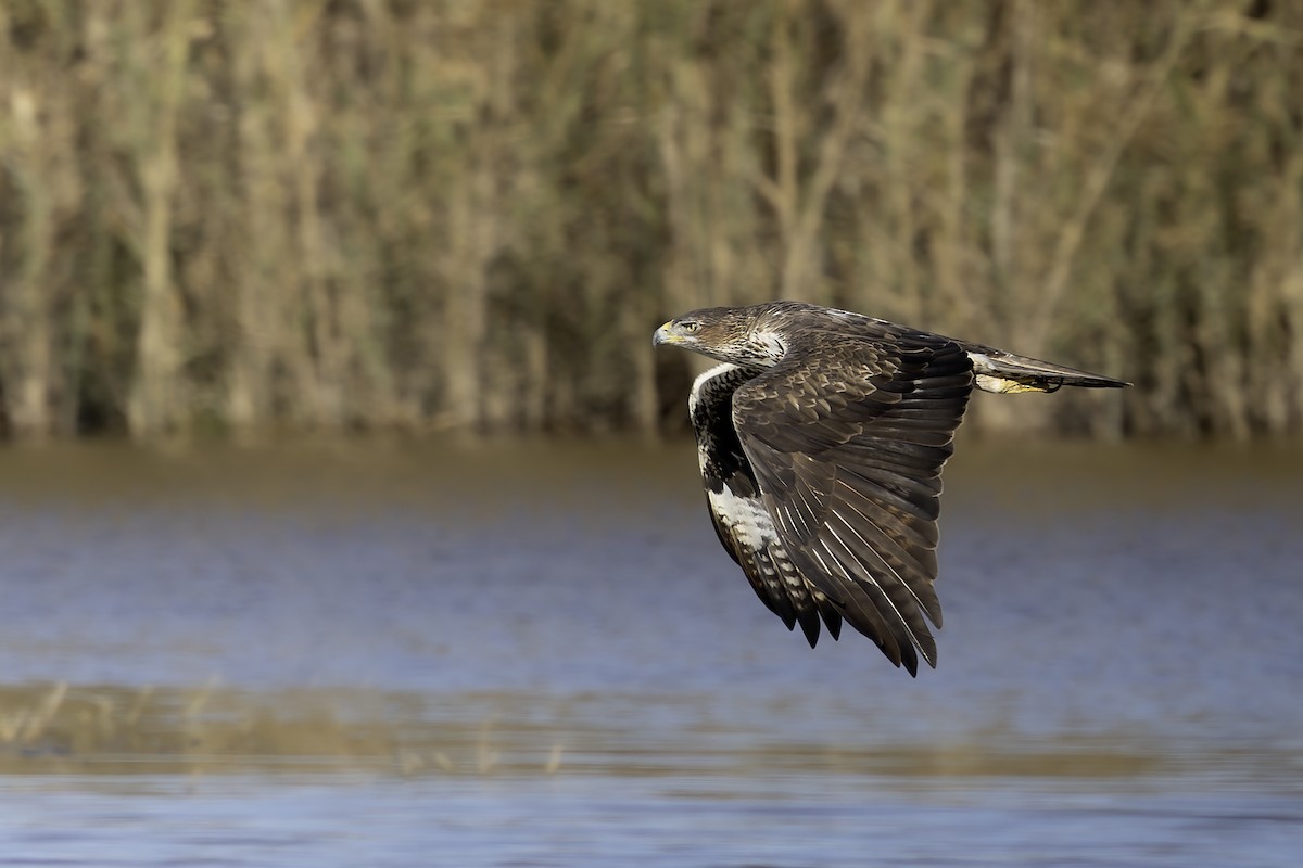 Bonelli's Eagle - ML645387755