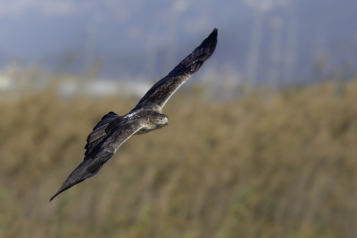 Bonelli's Eagle - ML645387756