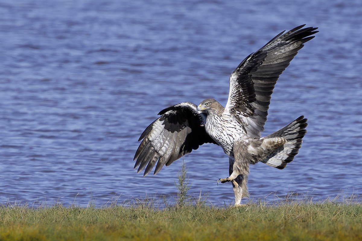 Bonelli's Eagle - ML645387757