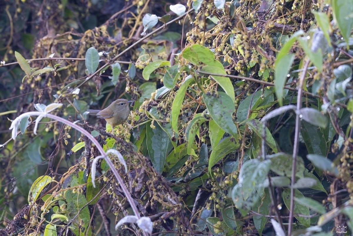 Cetia Montana - ML645387770