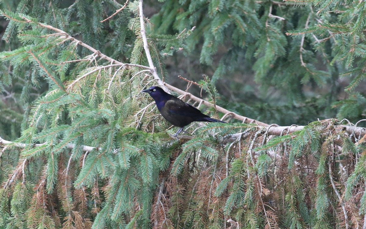 Common Grackle - ML645387771