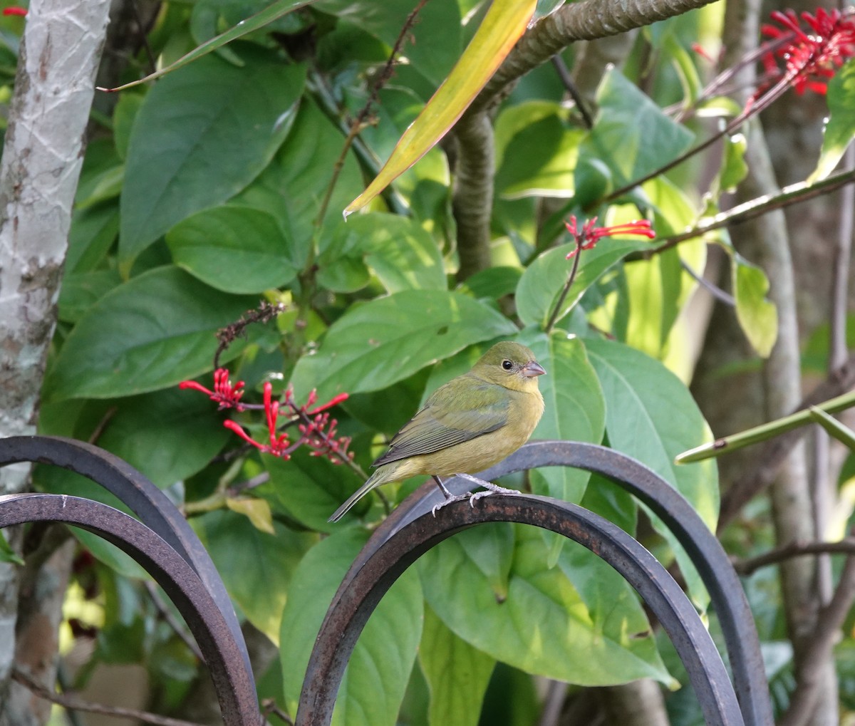 Painted Bunting - ML645387783