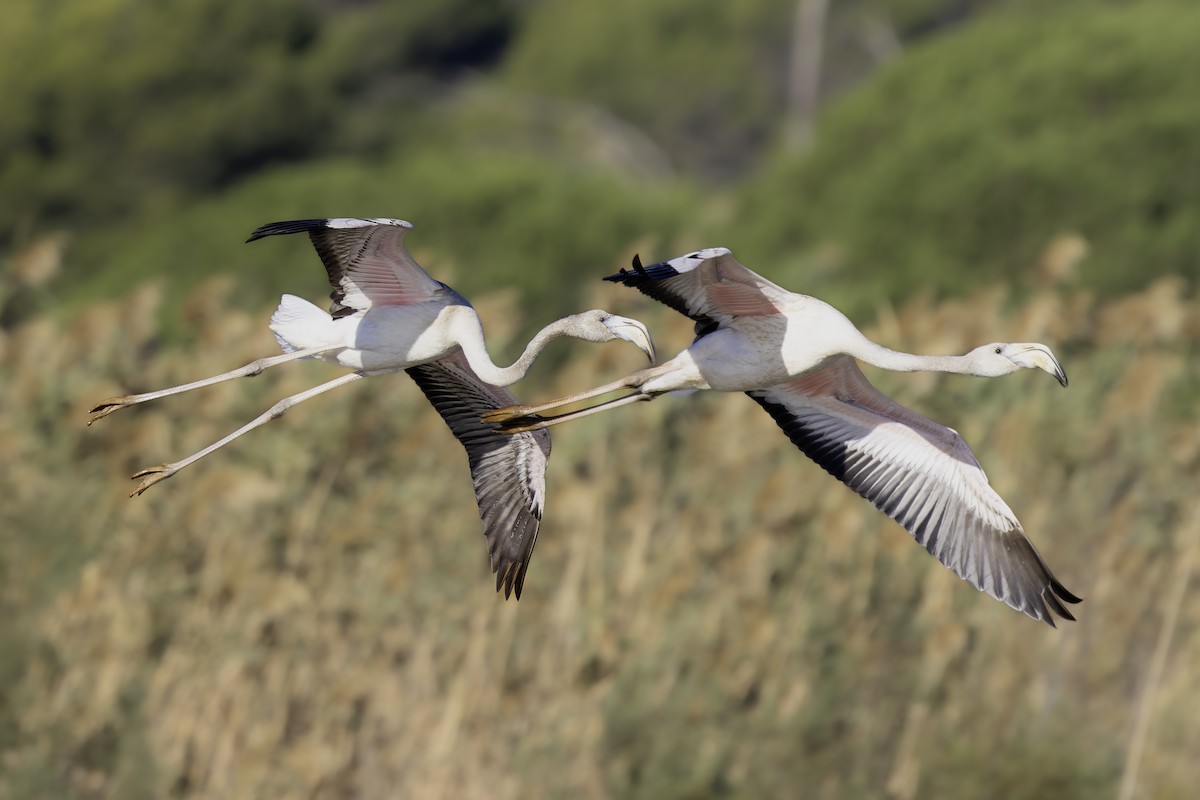 Greater Flamingo - ML645387786