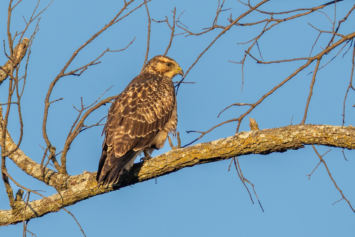 Swainson's Hawk - ML645387796