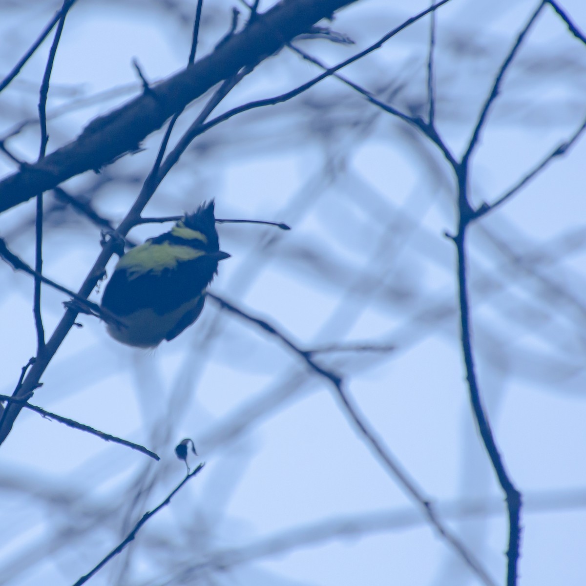 Himalayan Black-lored Tit - ML645387797