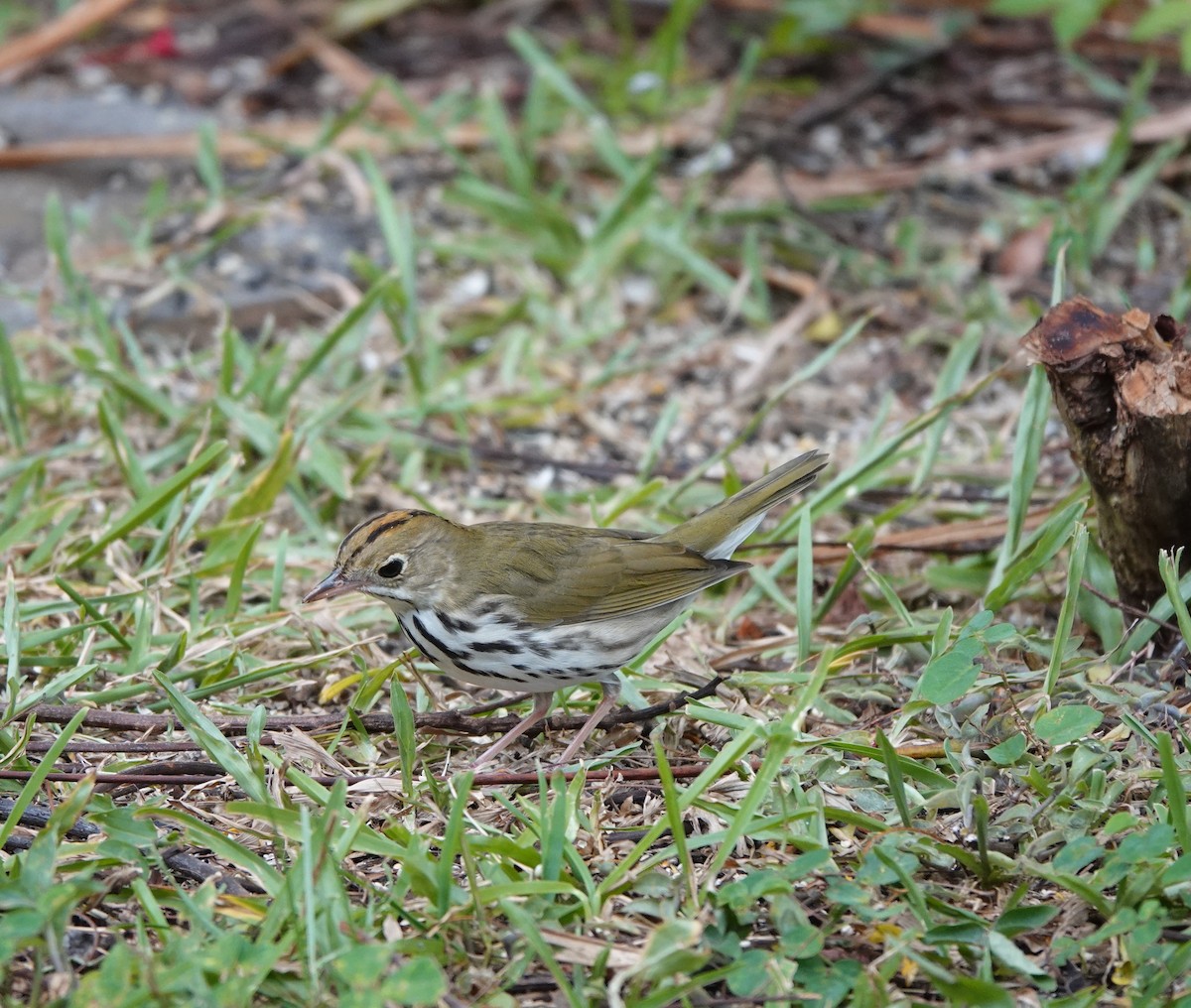 Ovenbird - ML645387799