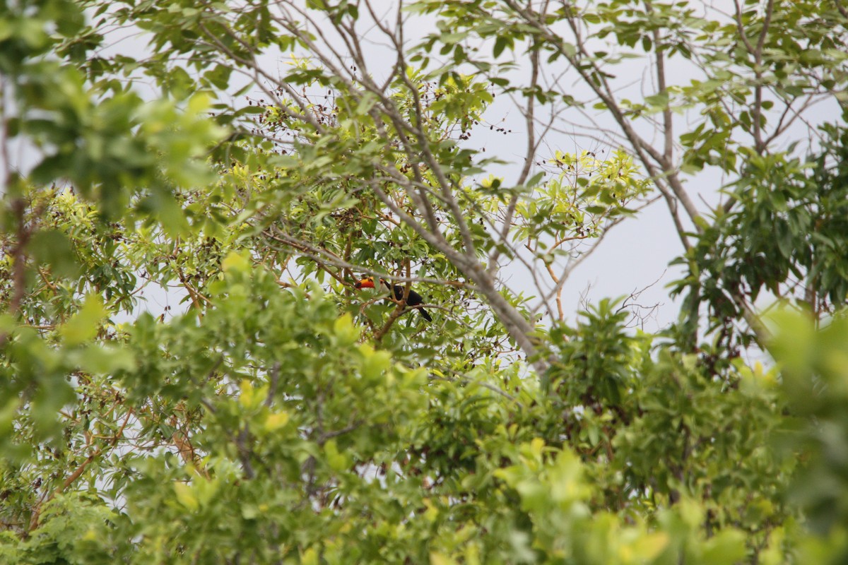 オニオオハシ - ML645387806