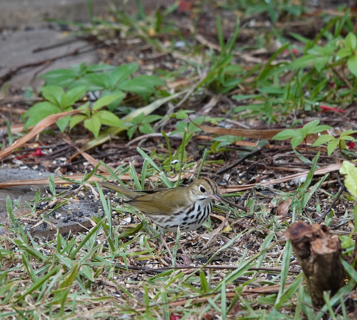 Ovenbird - ML645387808