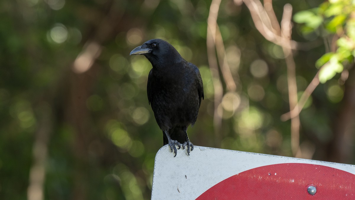 American Crow - ML645387839
