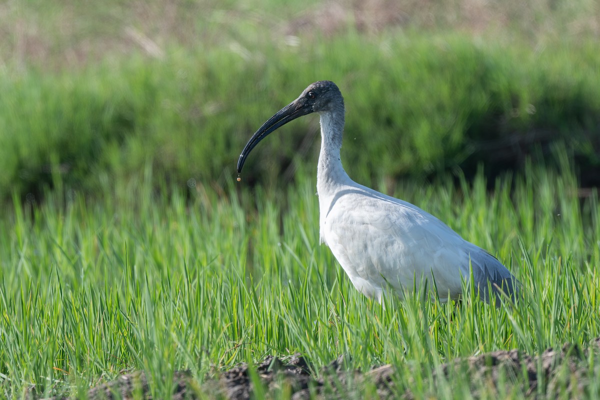 ibis černohlavý - ML645387844