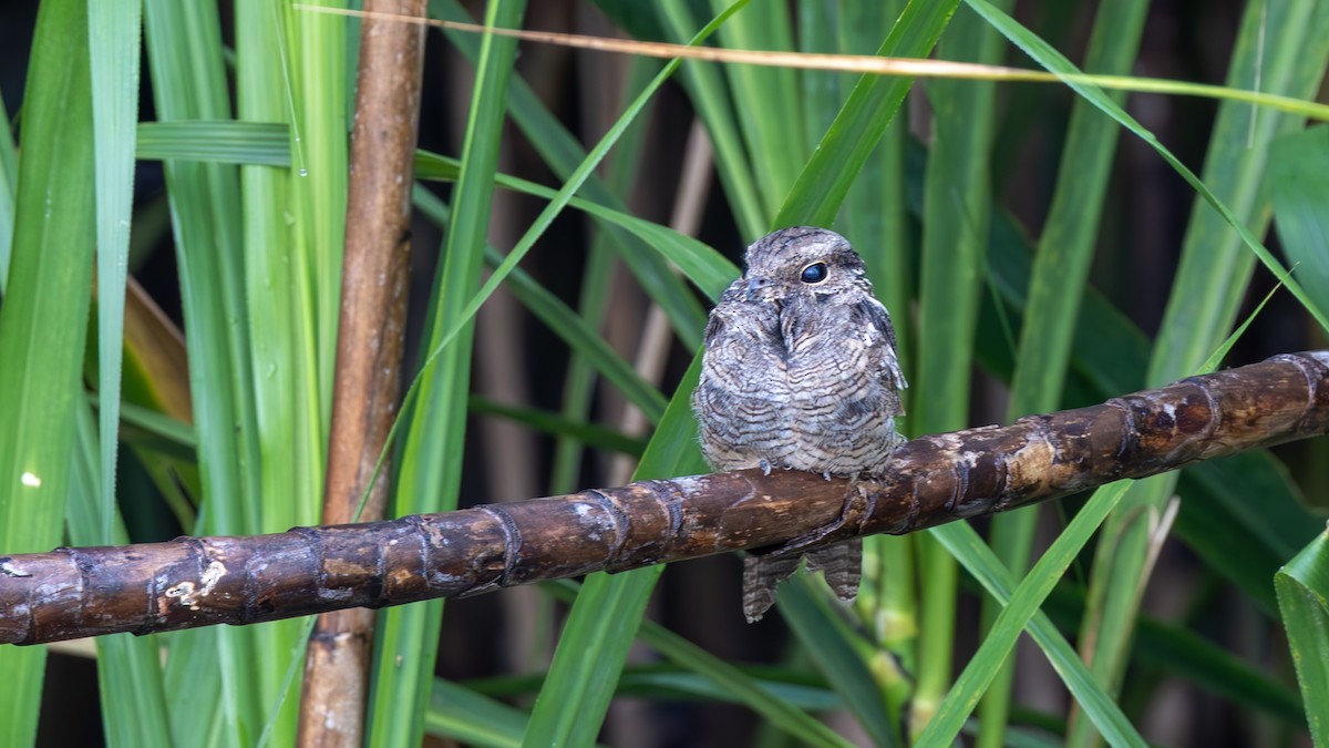 Ladder-tailed Nightjar - ML645387847