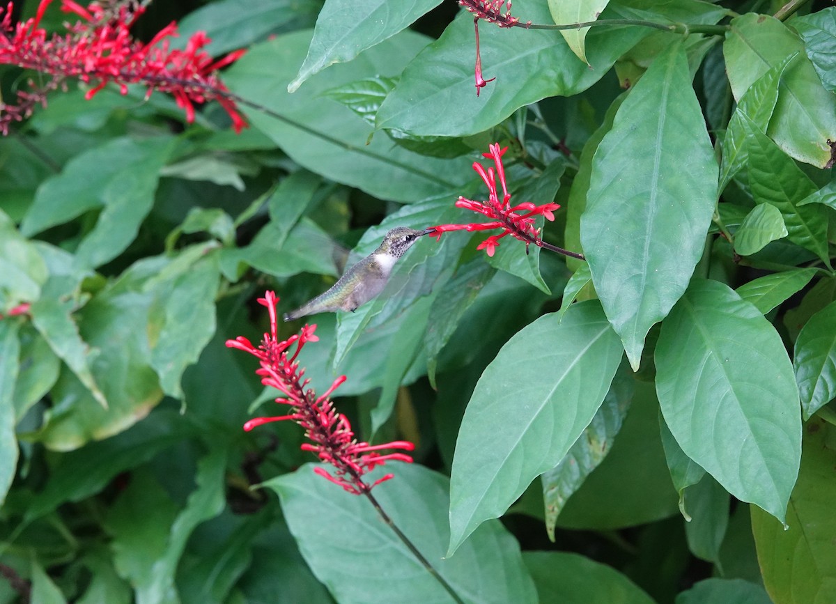 Рубиновогорлый колибри - ML645387870