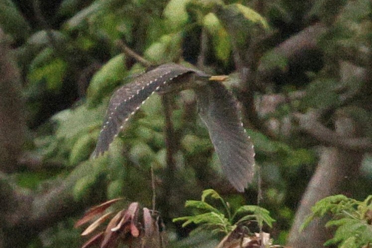 Little Heron - ML645387886