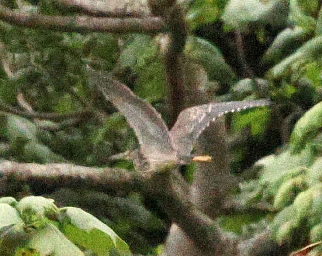 Little Heron - ML645387899
