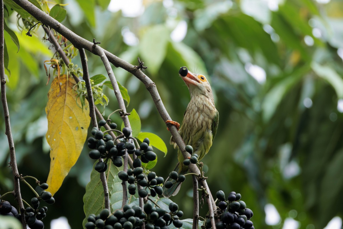 シロボシオオゴシキドリ - ML645387907