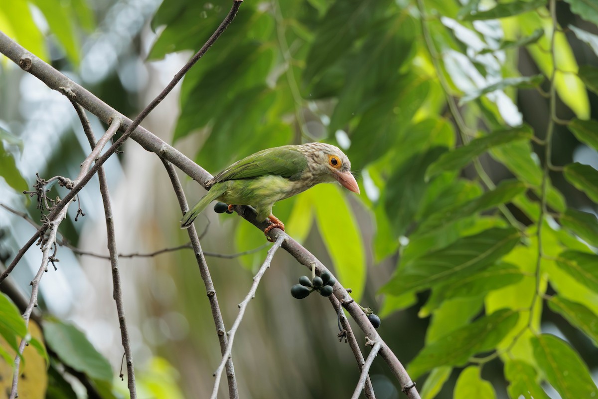 シロボシオオゴシキドリ - ML645387908