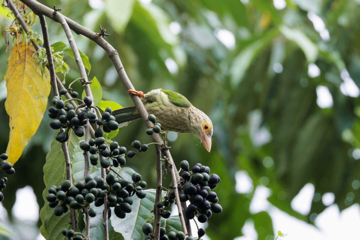 シロボシオオゴシキドリ - ML645387909