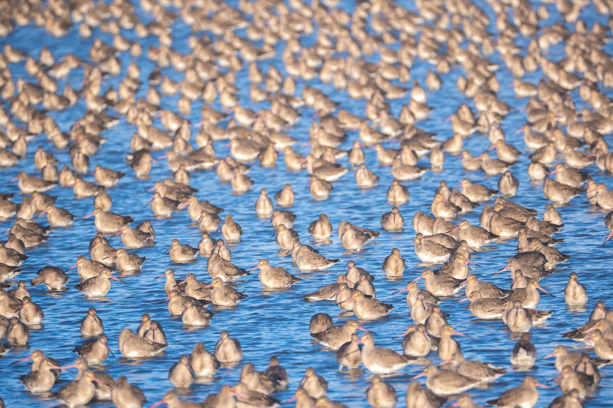 Black-tailed Godwit - ML645387973