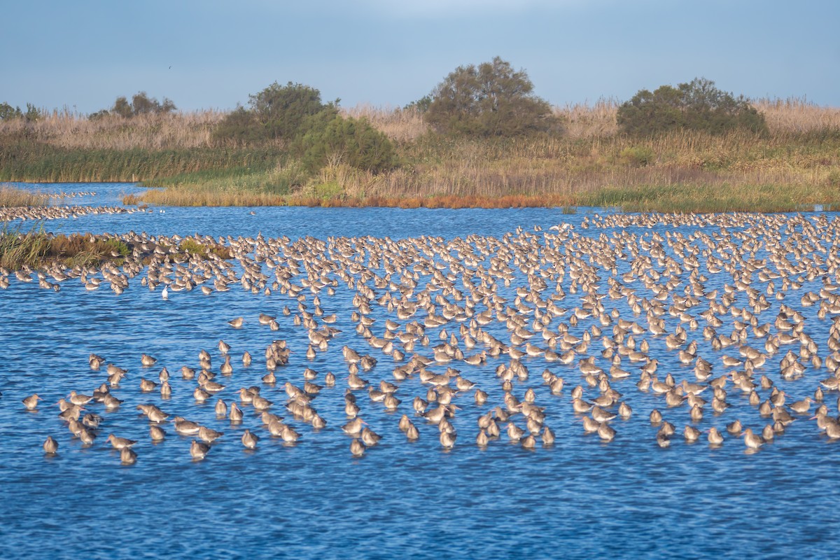 Black-tailed Godwit - ML645387974