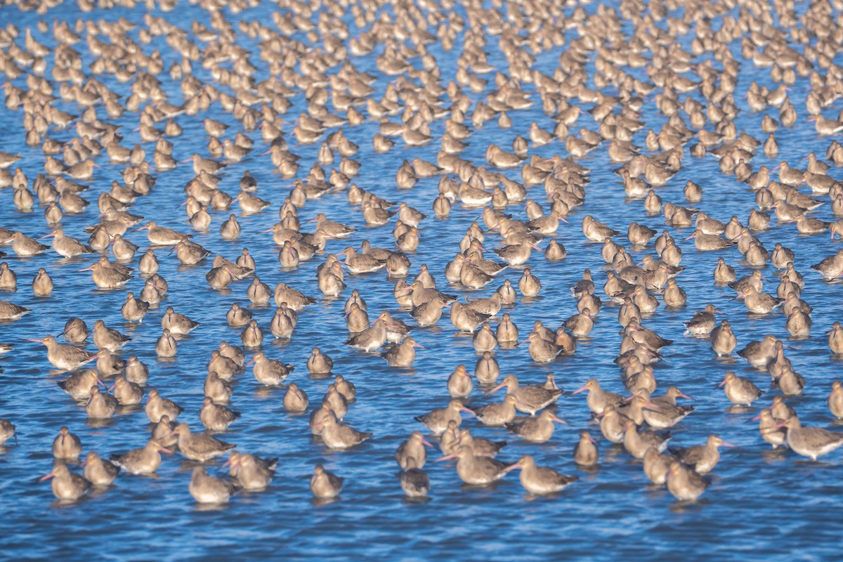 Black-tailed Godwit - ML645387975