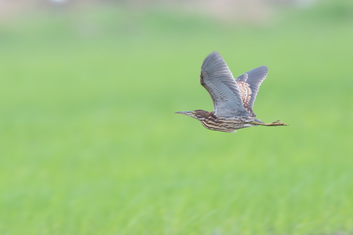 אנפית מזרחית - ML645387977