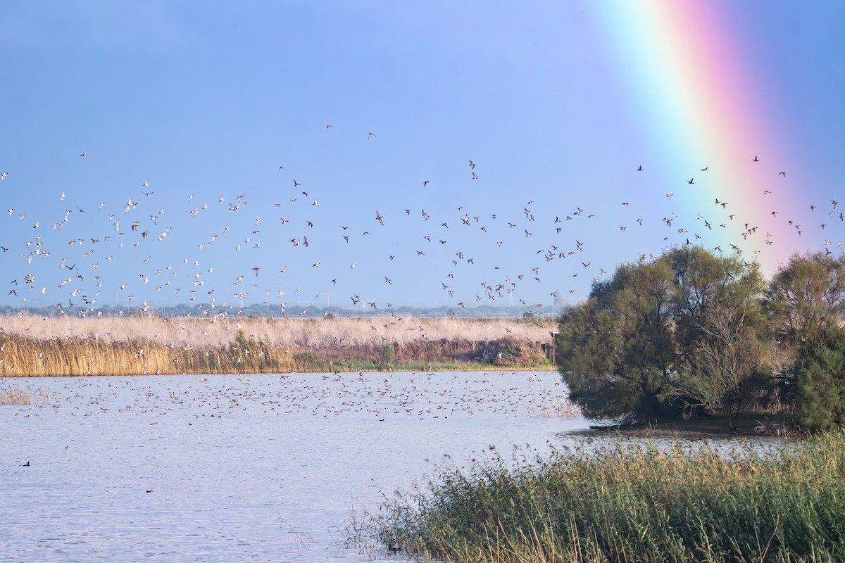 Green-winged Teal - ML645387984