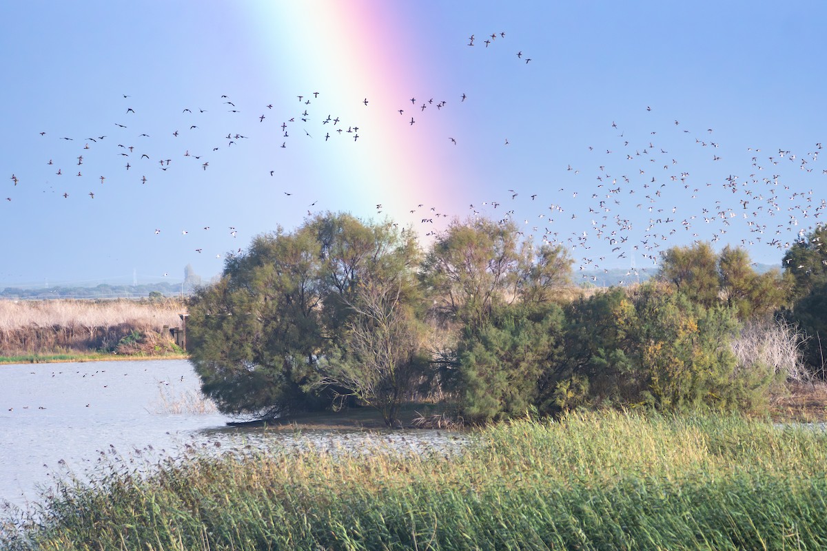 Green-winged Teal - ML645387985
