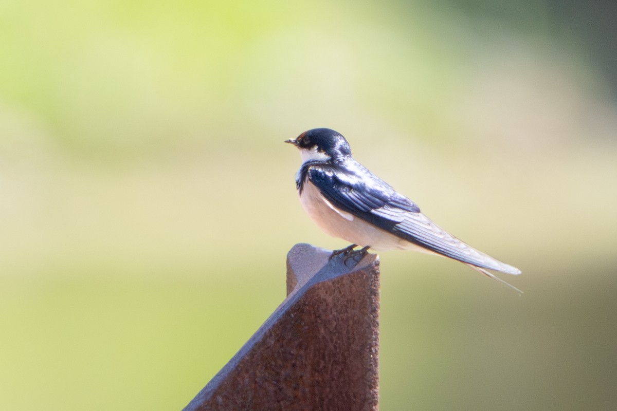 White-throated Swallow - ML645387996