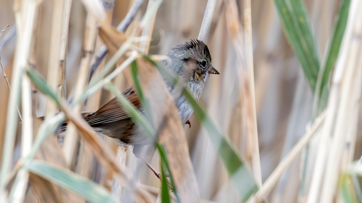 Swamp Sparrow - ML645387997