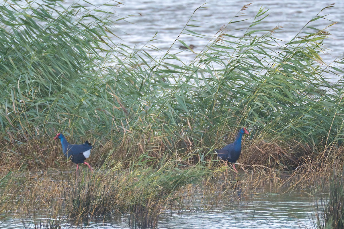 Western Swamphen - ML645387998