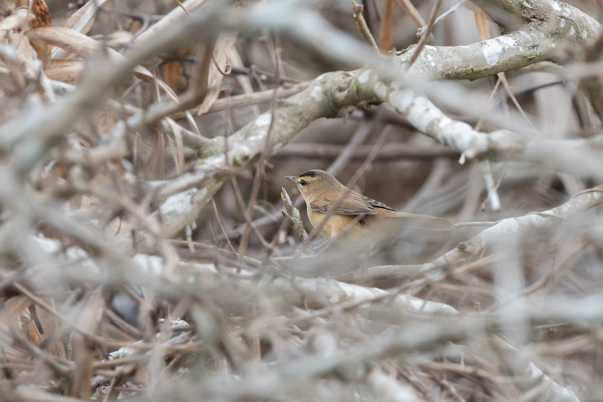 rákosník černobrvý - ML645387999