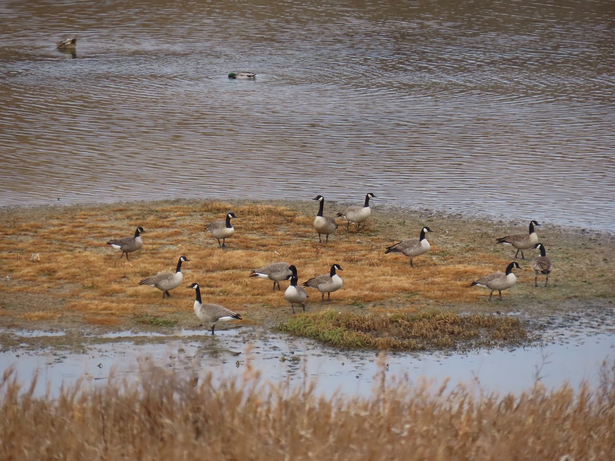 Canada Goose - ML645388000