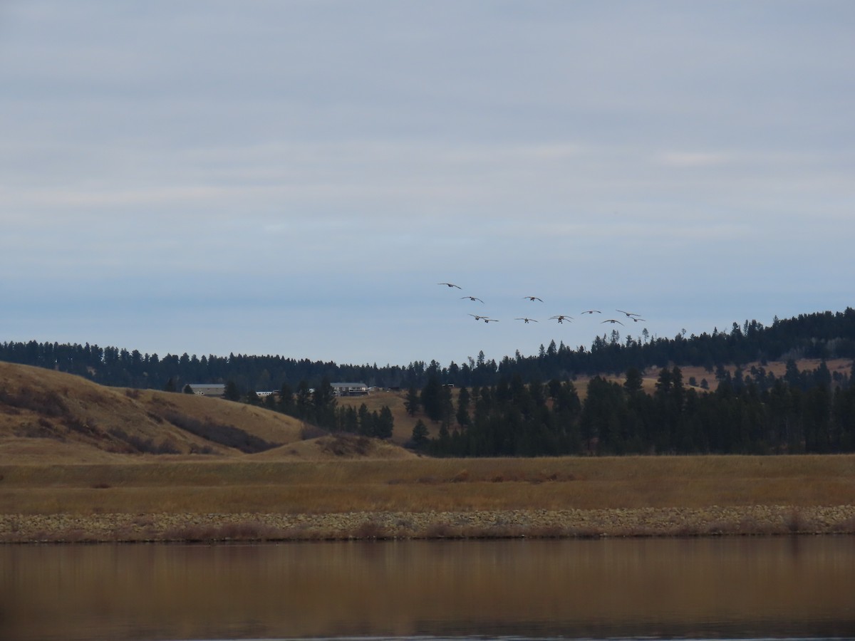 Canada Goose - ML645388003