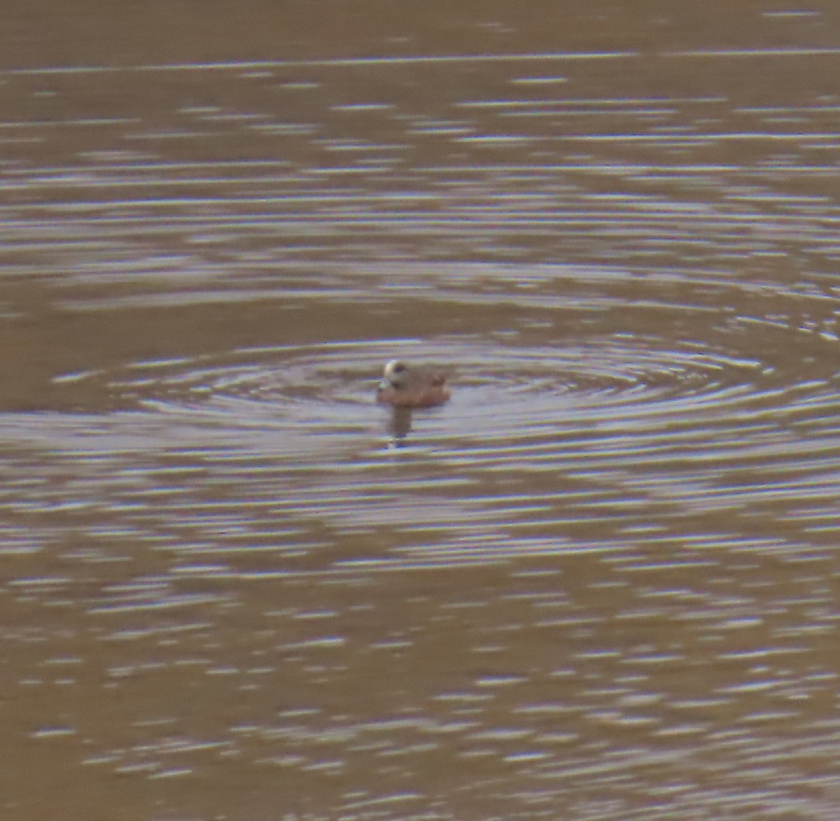 American Wigeon - ML645388008