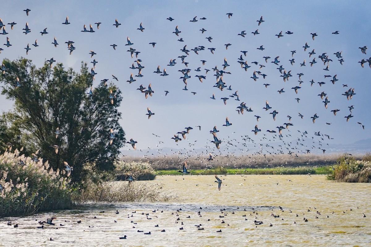 Green-winged Teal - ML645388013