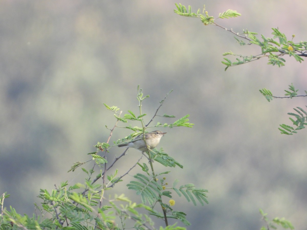 Greenish Warbler - ML645388015