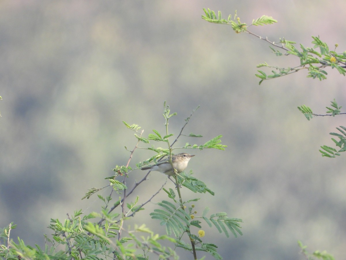 Greenish Warbler - ML645388016